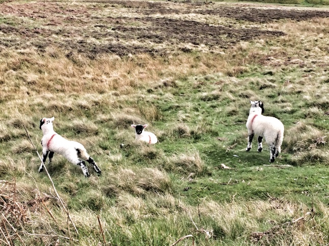 Spring lambs causing mischief